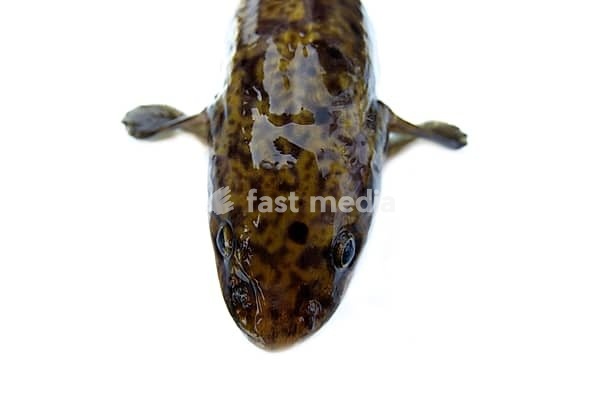 Image 1143487997