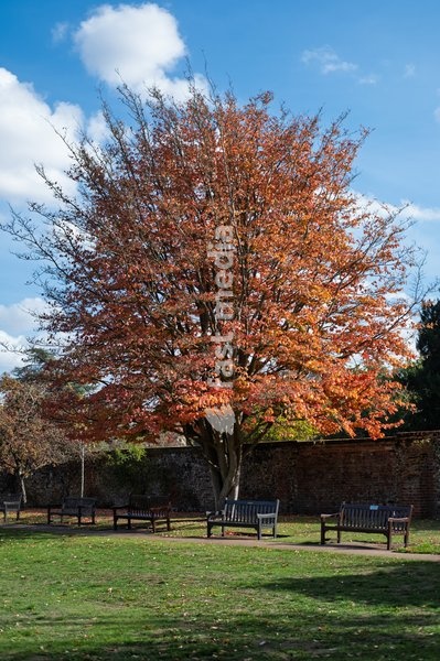 Autuminal leaves in Abbey gardens in the grounds of Bury St Edmund's cathedral. Bury St Edmunds, Suffolk. United Kingdom. 14 October 2026