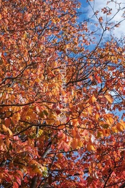 Autuminal leaves in Abbey gardens in the grounds of Bury St Edmund's cathedral. Bury St Edmunds, Suffolk. United Kingdom. 14 October 2026