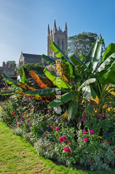 Abbey gardens in the grounds of Bury St Edmund's cathedral. Bury St Edmunds, Suffolk. United Kingdom. 14 October 2026