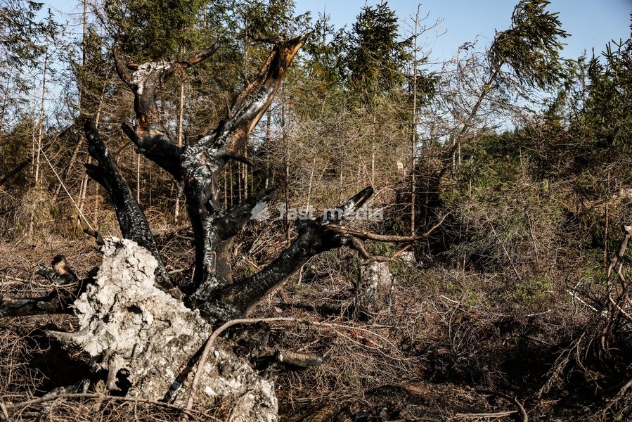 This image shows a field visit organized for the kick-off of the Hautes-Fagnes (High Fens) restoration works, on Friday 16 October 2026 in Spa. The fire started on August 14th and 3366 hectares (on a total of 4500) were impacted, a perimeter of 27 km