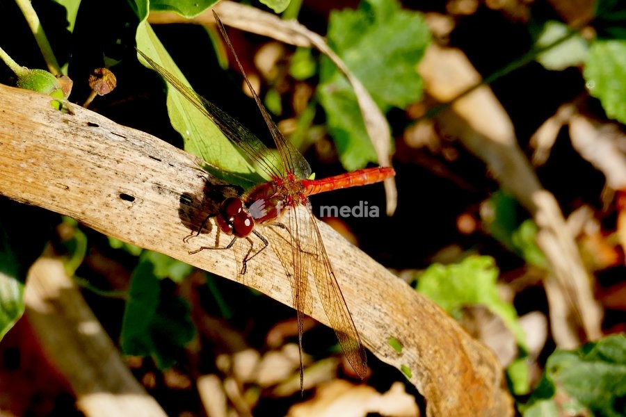 A red darter dragonfly rests on the foliage in the autumnal sunshine