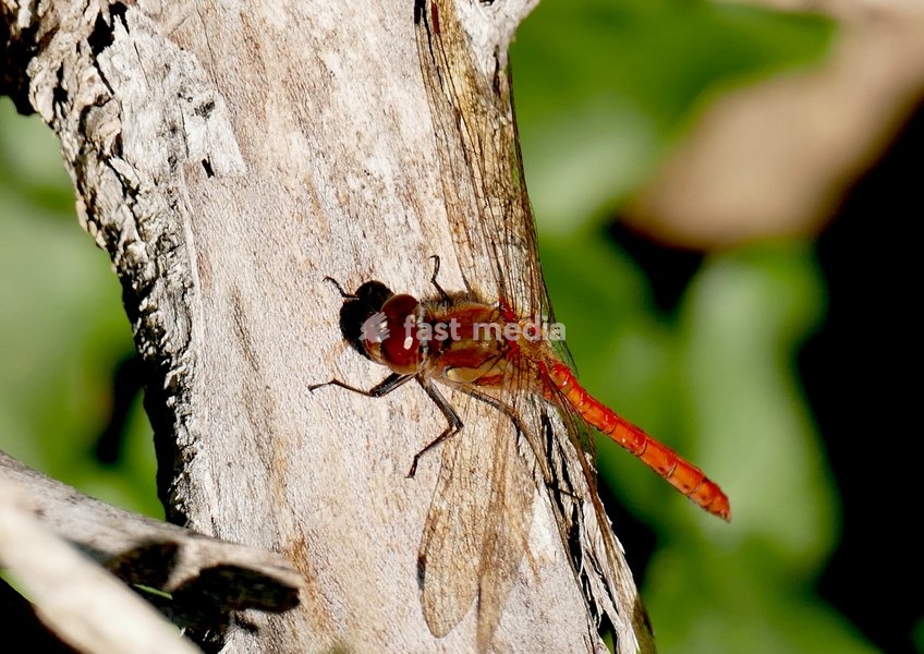 A red darter dragonfly rests on the foliage in the autumnal sunshine