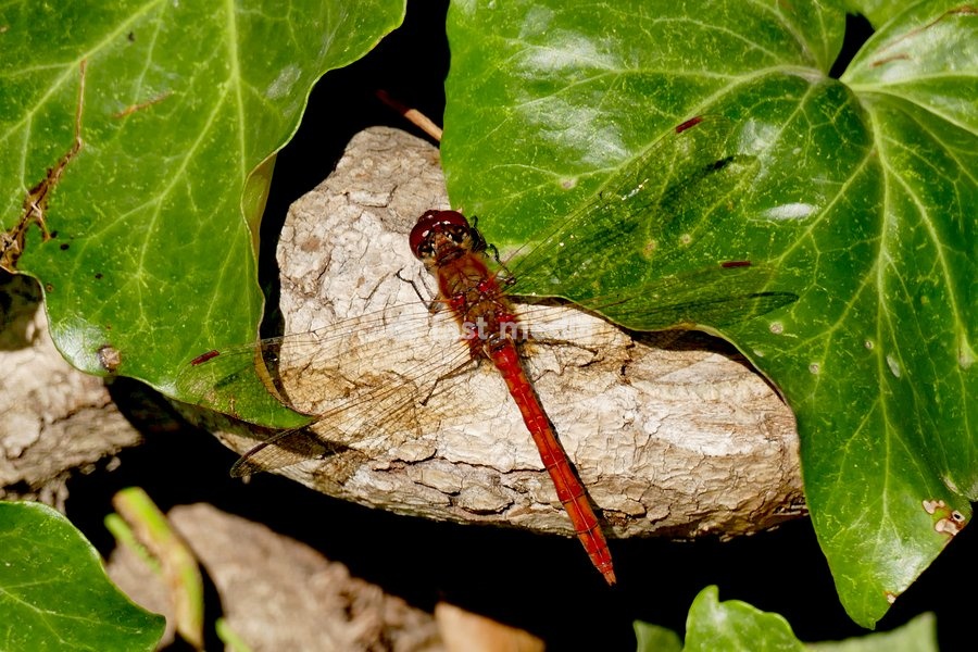 A red darter dragonfly rests on the foliage in the autumnal sunshine