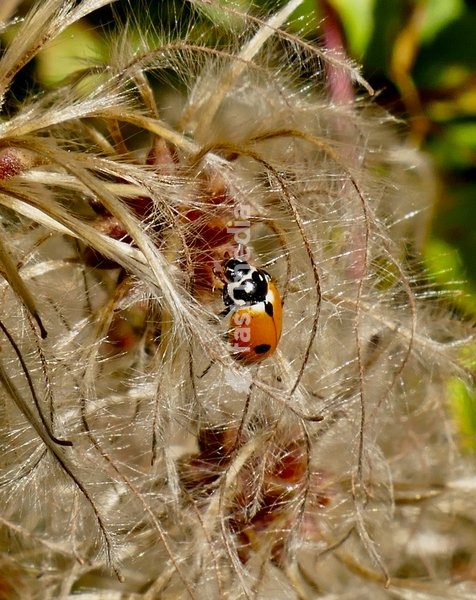 A ladybird explores the old mans beard clematis in the autumnal sunshine