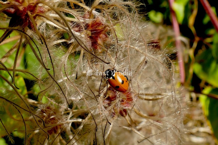 A ladybird explores the old mans beard clematis in the autumnal sunshine