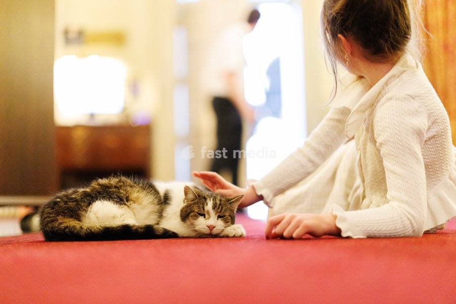 20/10/2026. London, United Kingdom. Larry the Cat attends Pride of Britain reception hosted by Prime Minister Andy Burnham in 10 Downing Street