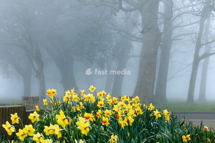 Fog in Southwick