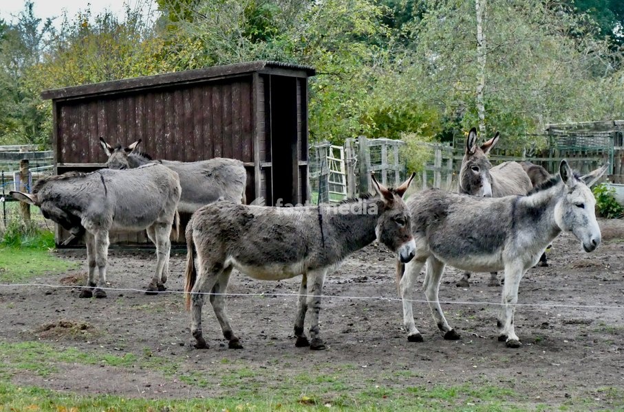 Donkeys on a dull morning