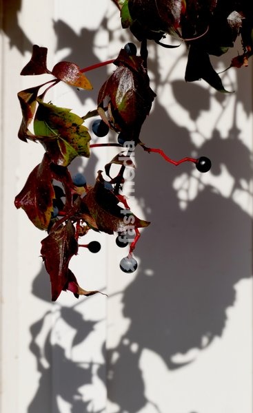 Autumnal colours in the mornings sun