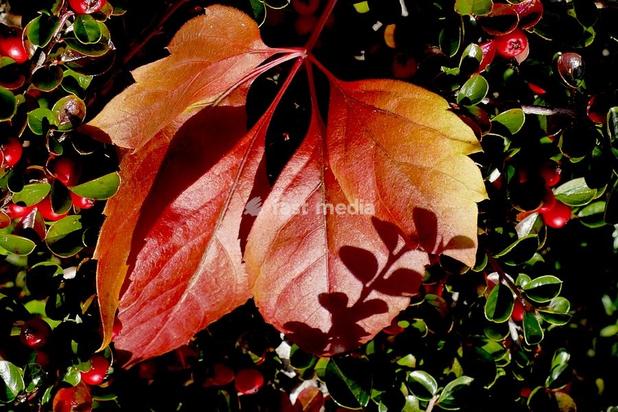 Autumnal colours in the mornings sun