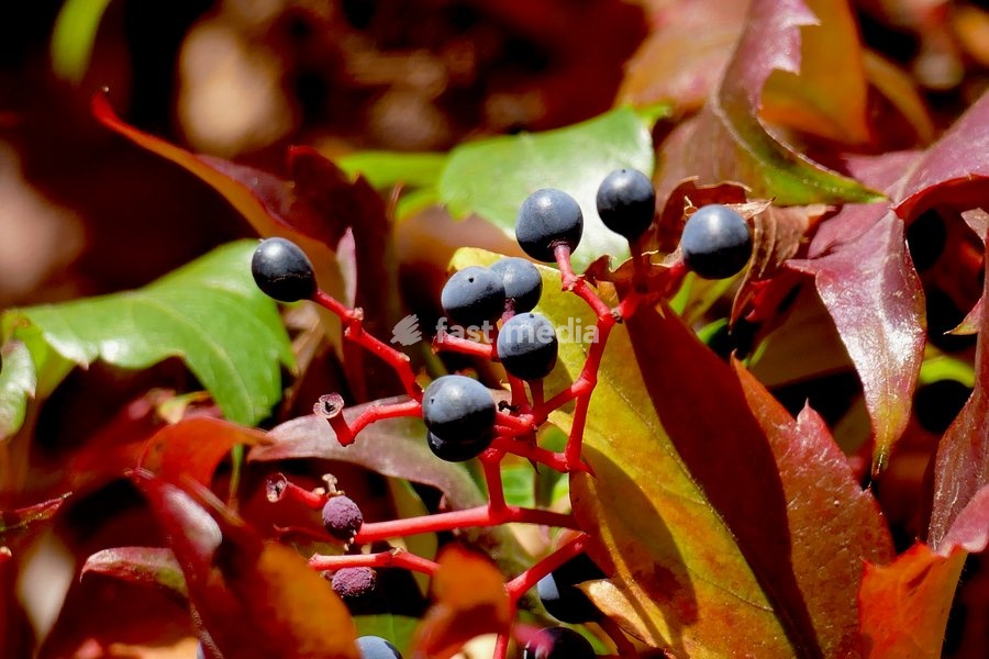 Autumnal colours in the mornings sun