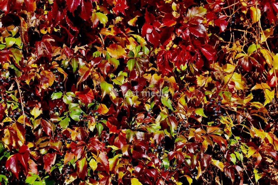 Autumnal colours in the mornings sun