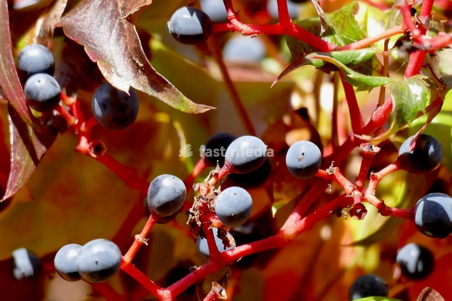 Autumnal colours in the mornings sun
