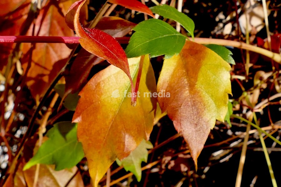 Autumnal colours in the mornings sun
