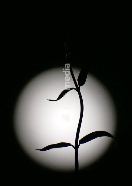 The full Hunters Moon in the evenings sky