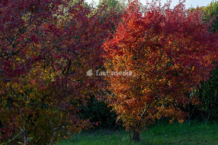 %items Fall photos with the setting sun, on Sunday 25 October 2026. This Sunday, Belgium switch to standard time