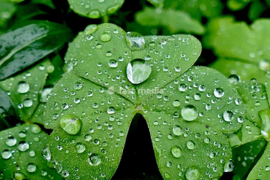 Water droplets on the plants during the heavy rain