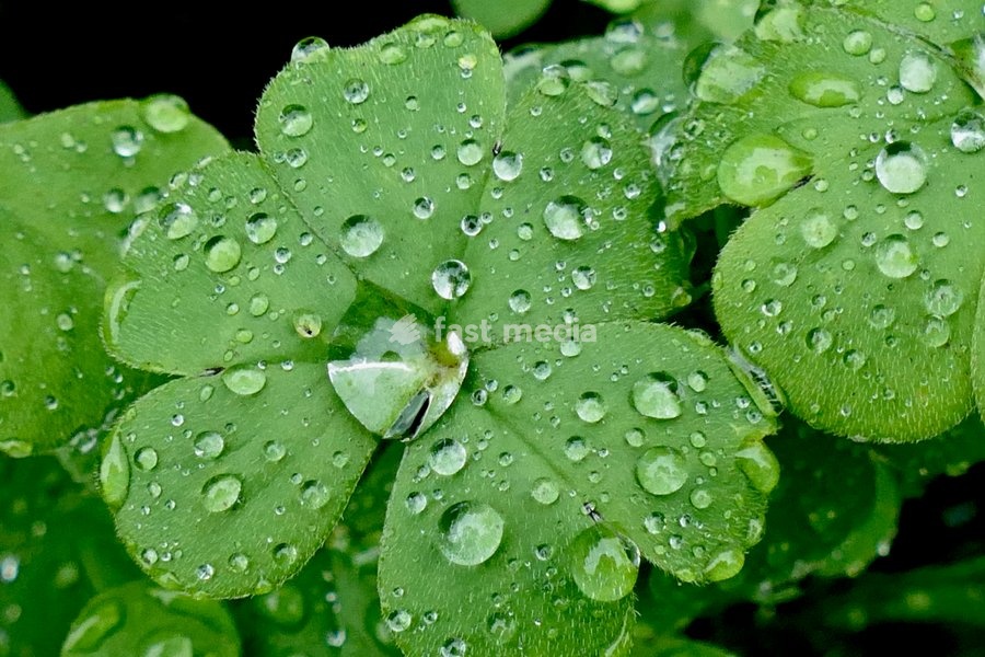 Water droplets on the plants during the heavy rain