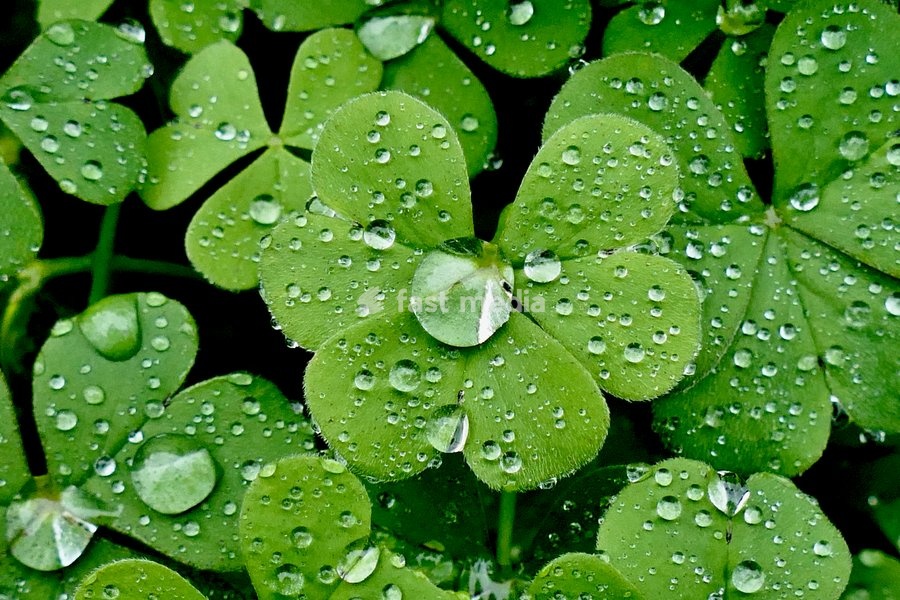 Water droplets on the plants during the heavy rain