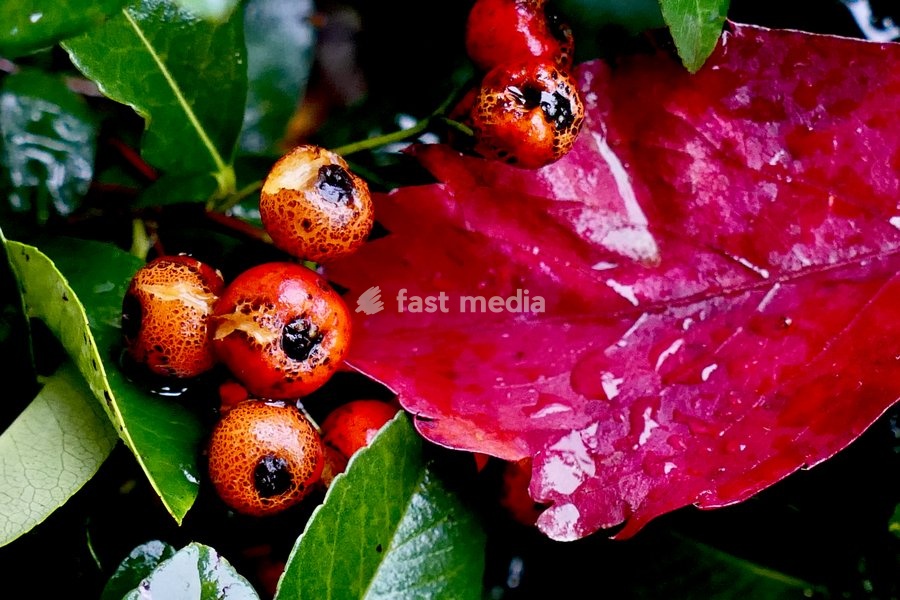 Water droplets on the plants during the heavy rain