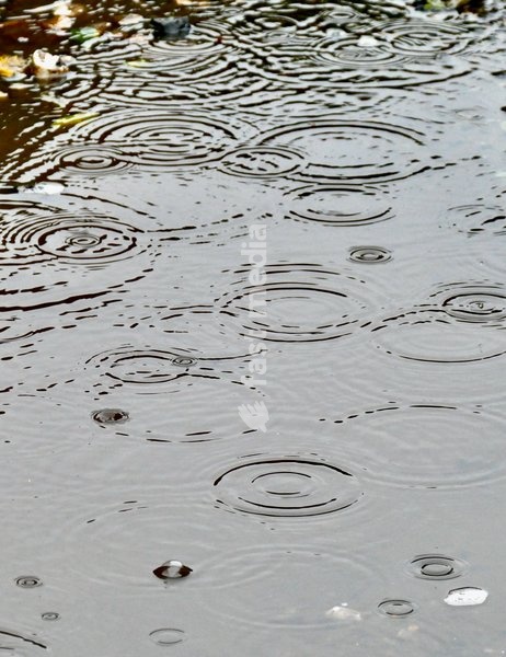 Ripples in the puddles during the rain