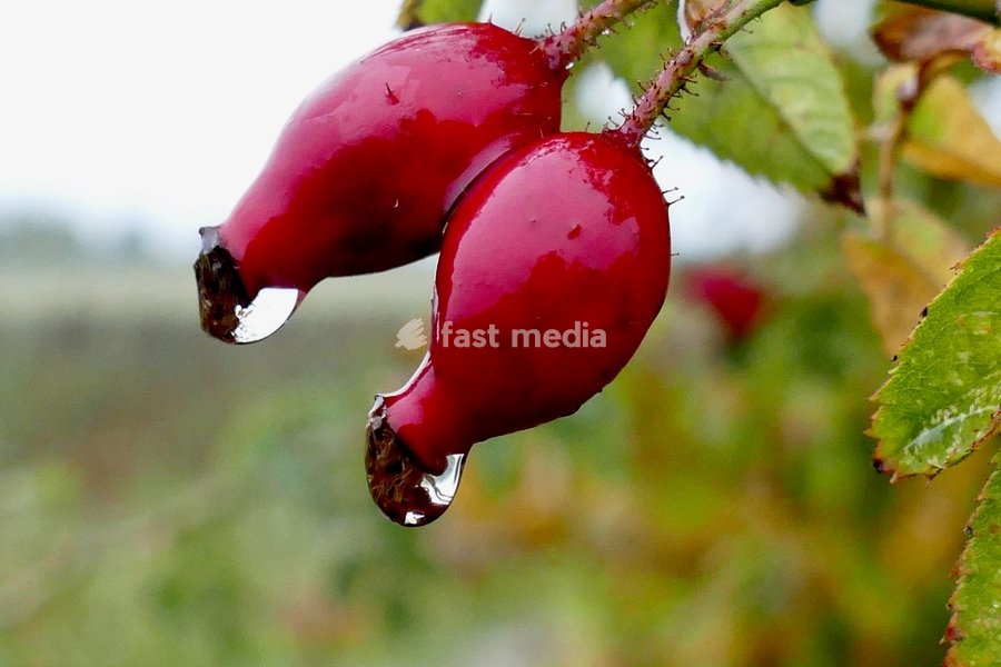 Water droplets on the plants during the heavy rain