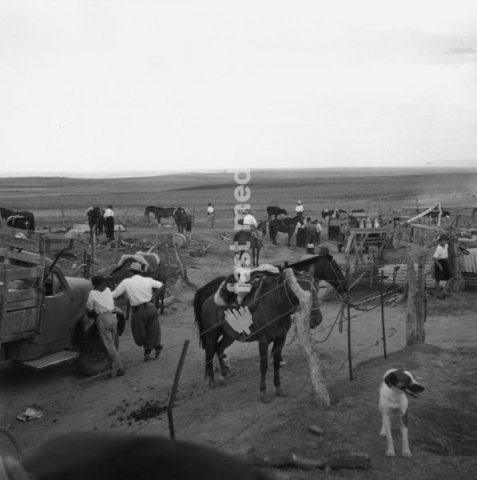Ethnology / Latin America. Gauchos of the Hacienda "La Montana" south of Buenos Aires with their horses on a paddock in the pampa. Photo, 1954