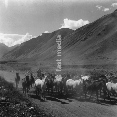 Ethnology / Latin America. Argentina: Gaucho drives on horses on the road between Mendoza and Uspallata. Photo, undated (1954?)