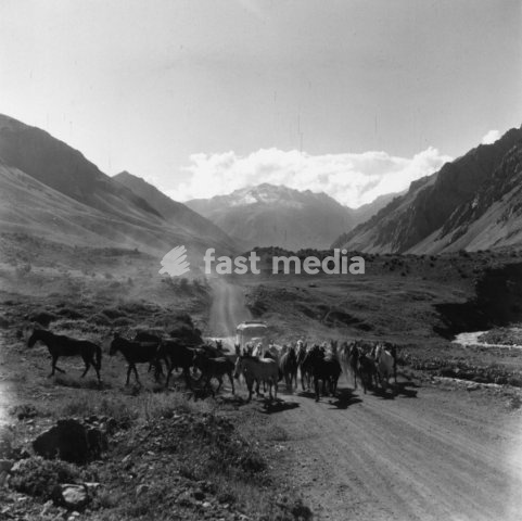 Ethnology / Latin America. Argentina: Gauchos drive on horses on the road from Mendoza to the Chilean border. Photo, 1954