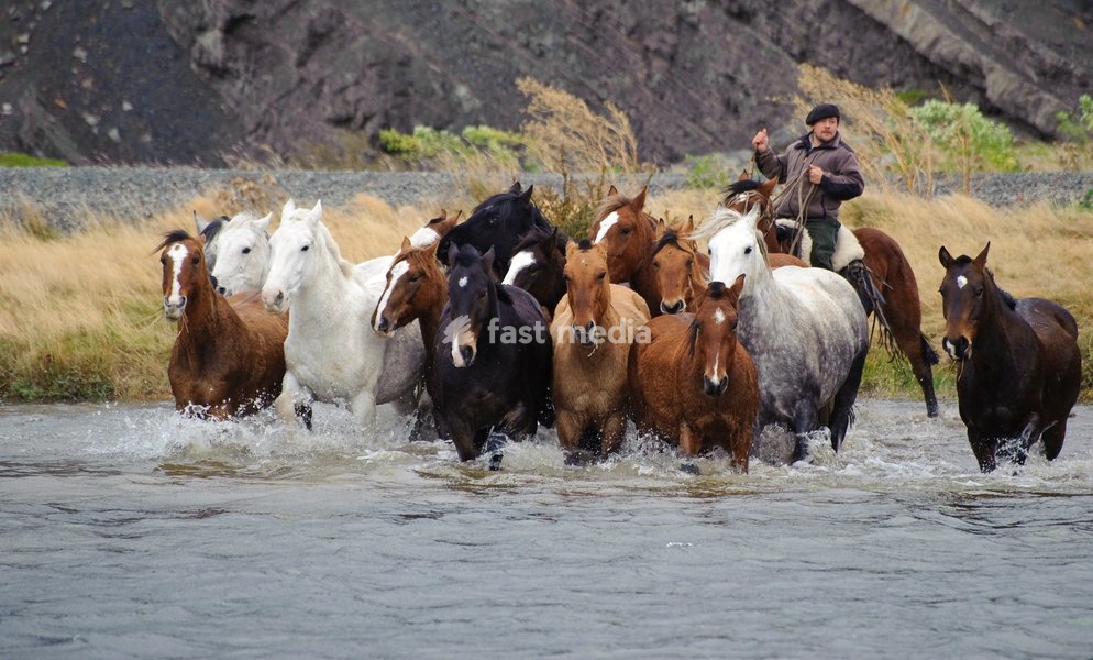 Horses and gaucho crossing river; Patagonia, Chile