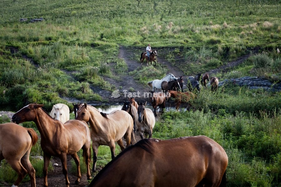 Gaucho with horses at Estancia Los Potreros, Cordoba Province, Argentina, South America