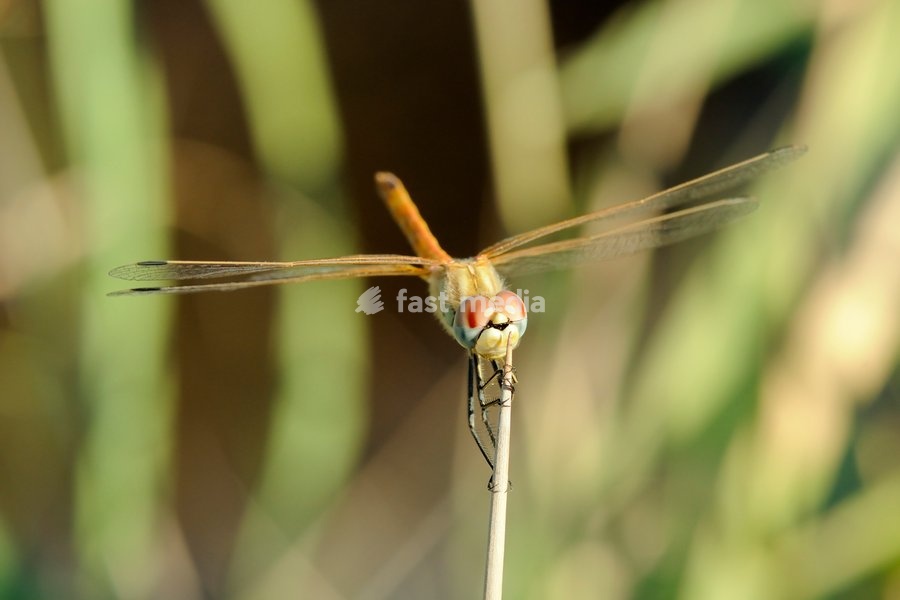 Female red-winged darter dragonfly (Sympetrum fonscolombii) female, clasping spiky stem of Juncus rush, Lesbos (Lesvos), Greece, Europe