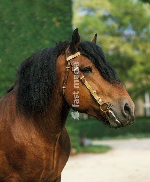 Ardenese Horse, Portrait, Haras de Compiegne in France