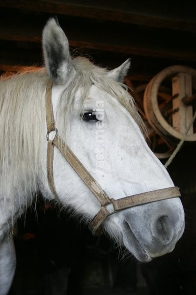 Portrait of Percheron Horse with Halter