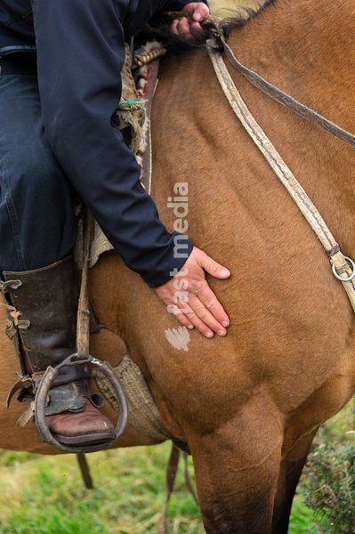 Close-up of Gaucho patting his horse. Patagonia. Chile
