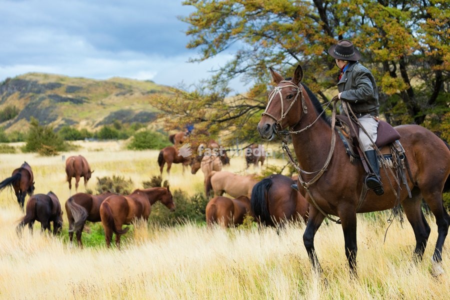 Gaucho on his horse watching wild horses grazing. Patagonia. Chile
