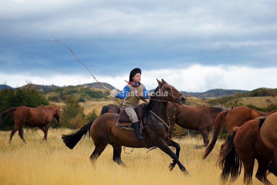 Gaucho riding his horse, rounding up wild horses, Patagonia, Chile