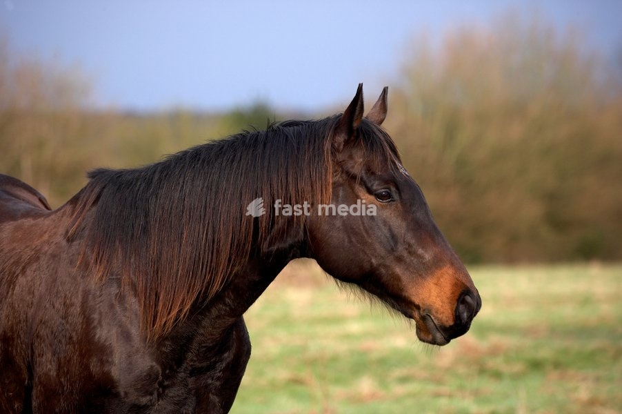 English Thoroughbred Horse, portrait of Male
