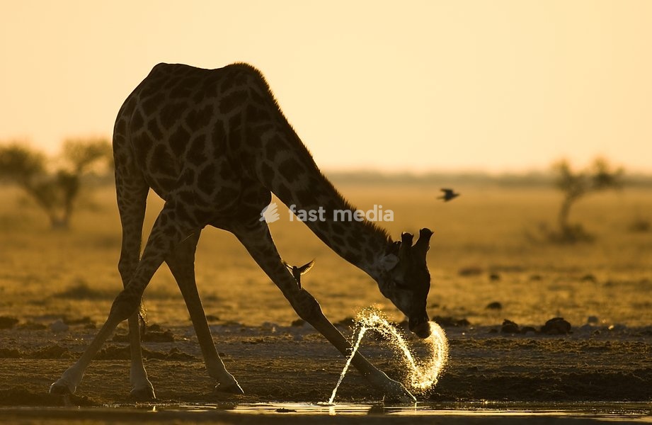 Giraffe drinking at sunset; giraffa camelopardalis;Botswana Africa