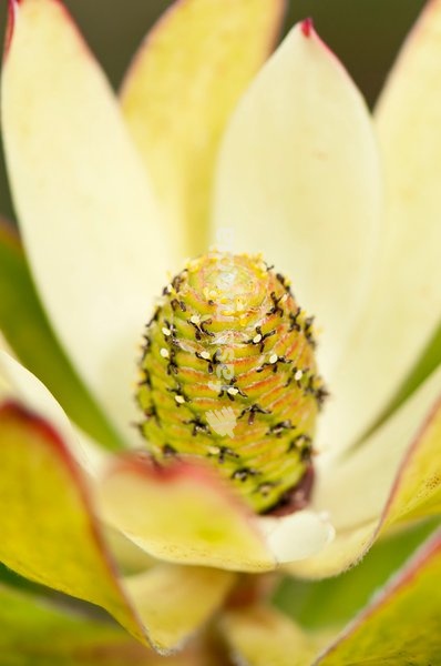 Protea, Leucadendron protecea 'Safari Sunset', close up showing stamen