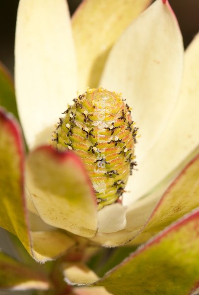 Protea, Leucadendron protecea 'Safari Sunset', close up showing stamen