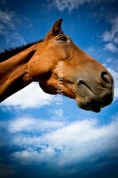 Portrait of a horse in summer with blue skies