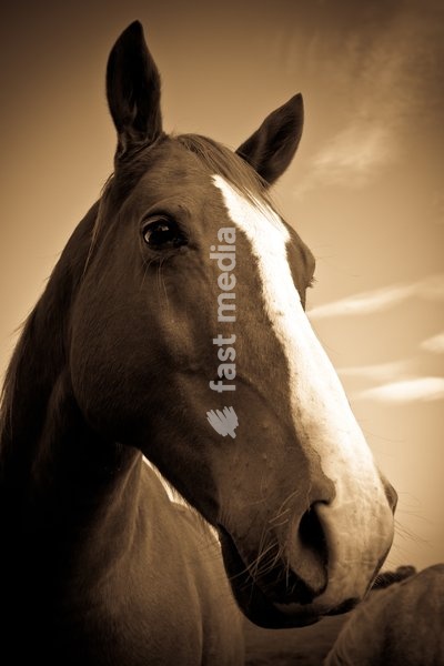 Portrait of a horse in sepia