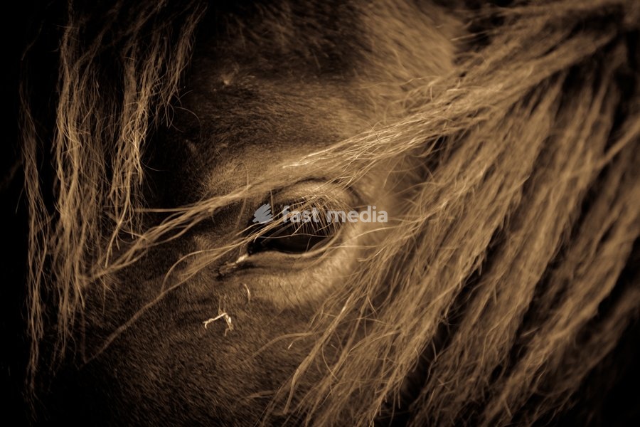 Portrait of a horse in sepia