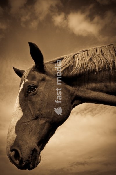 Portrait of a horse in sepia