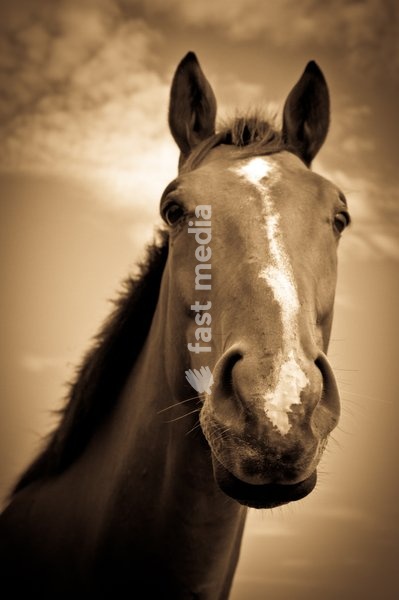 Portrait of a horse in sepia