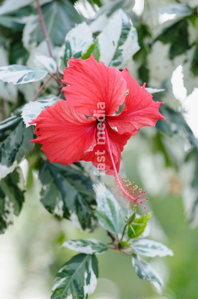 Rose mallow, Hibiscus rosa-sinensis 'Snow Queen' Front view of one red flower with long anther emerging from variegated leaves
