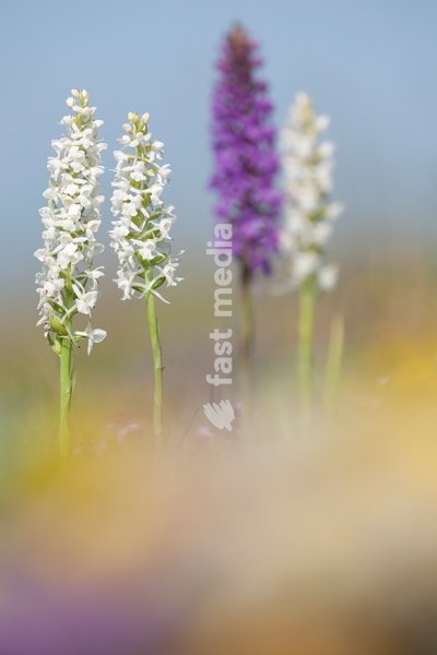 Fragrant Orchids,Gymnadenia conopsea,Southern Great Britain