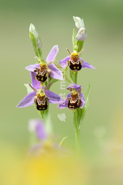 Flowering Bee Orchids,Ophrys apefera,Great Britain